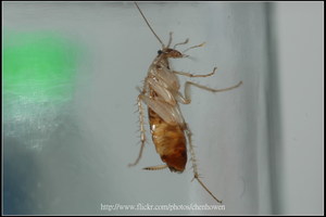 14_棕帶蜚蠊_右側面特寫-01_2010.0929_Sep