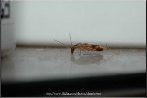 53_棕帶蜚蠊_左側面特寫_注意玻璃倒影_2010.0929_Sep