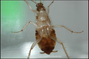 11_棕帶蜚蠊_腹面特寫-07_2010.0929_Sep