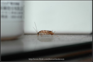 55_棕帶蜚蠊_請同時看本體和倒影_2010.0929_Sep