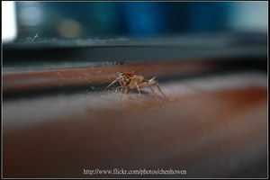 62_棕帶蜚蠊_躲在書桌邊邊_2010.0929_Sep