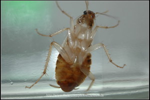 09_棕帶蜚蠊_腹面特寫-05_2010.0929_Sep