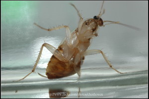 10_腹面特寫-06_10_棕帶蜚蠊_2010.0929_Sep