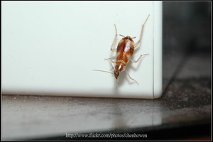 50_棕帶蜚蠊_爬下來了_2010.0929_Sep