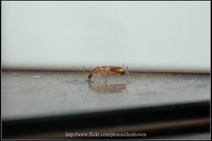 51_棕帶蜚蠊_停頓一下_2010.0929_Sep