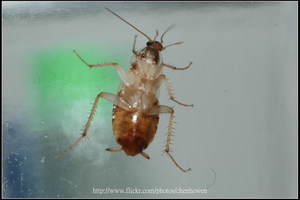 07_棕帶蜚蠊_腹面特寫-03_2010.0929_Sep