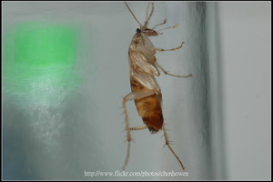 18_右側面特寫-02_對焦點在眼睛_18_棕帶蜚蠊_2010.0929_Sep