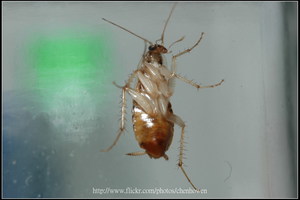 13_棕帶蜚蠊_斜側面特寫_2010.0929_Sep