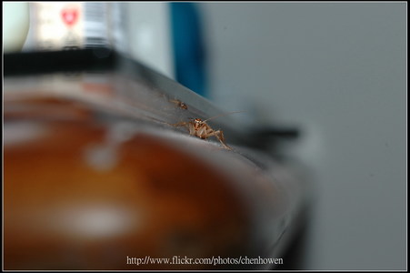 日本 Nikon 尼康 鏡頭 攝影集