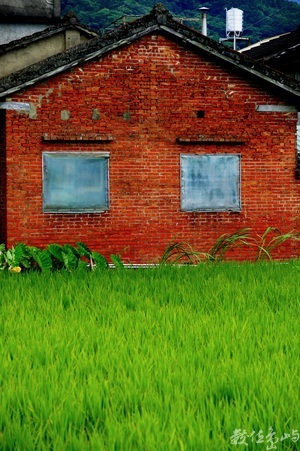 紅磚青稻