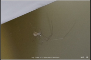 幽靈蜘蛛_10_裁切