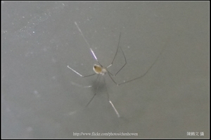 幽靈蜘蛛_06_裁切
