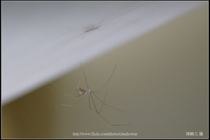 幽靈蜘蛛_08_裁切