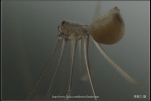 幽靈蜘蛛_特殊打光_100%裁切_看腳的紋路