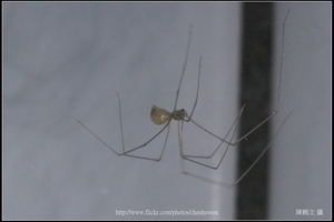 幽靈蜘蛛_05_裁切