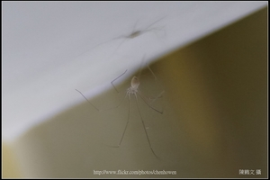 幽靈蜘蛛_09_裁切