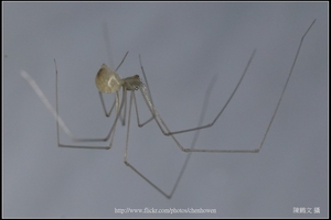 幽靈蜘蛛_03_裁切