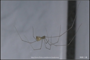 幽靈蜘蛛_04_裁切