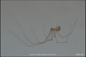 幽靈蜘蛛_02_裁切