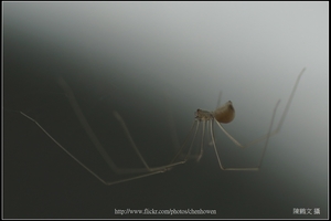 幽靈蜘蛛_特殊打光_50%裁切