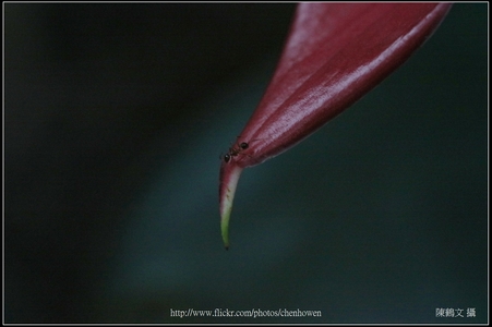 CONTAX 645 120mm F4 APO Makro