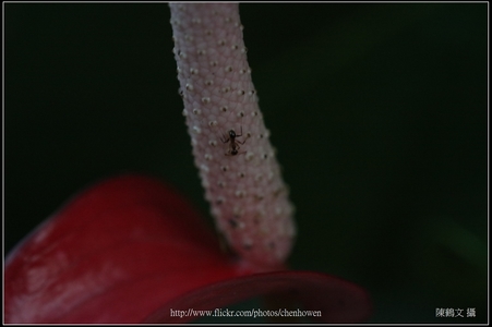 康泰時 CONTAX 蔡斯鏡頭 攝影集