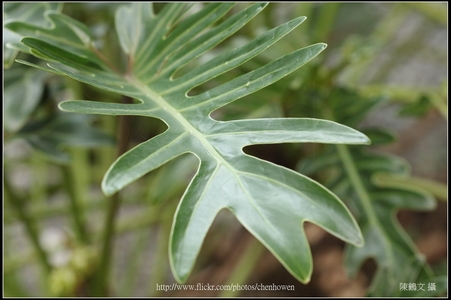 康泰時 CONTAX 蔡斯鏡頭 攝影集