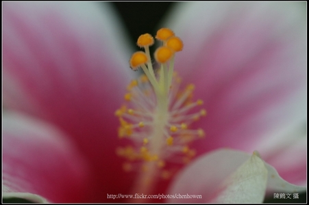 康泰時 CONTAX 蔡斯鏡頭 攝影集