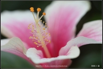 朱槿_雄蕊和雌蕊