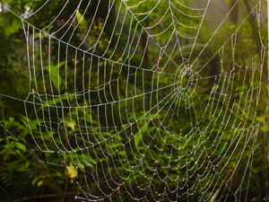 蜘蛛網
