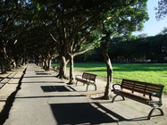 公園的夏日光影