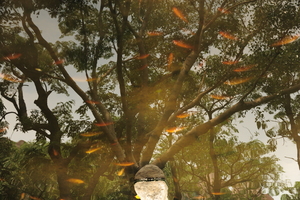 樹倒波心濯練光