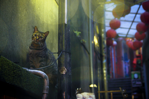 大紅燈籠高高掛