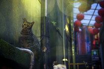 大紅燈籠高高掛