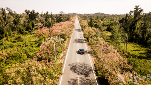 浯島 黃海路 台灣欒樹大道