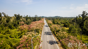浯島 黃海路 台灣欒樹大道