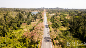 浯島 黃海路 台灣欒樹大道