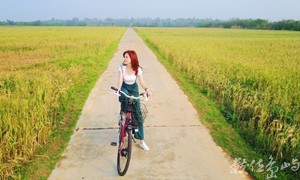 浯島輕鬆騎行之聞麥田香味喝麥香飲料