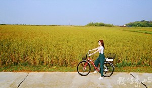 浯島輕鬆騎行之聞麥田香味喝麥香飲料