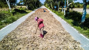 日頭正在好 就是要壓高粱