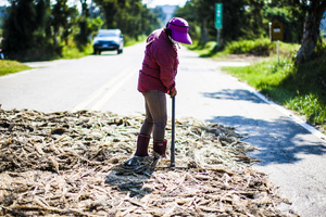 日頭正在好 就是要壓高粱
