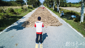 日頭正在好 就是要壓高粱