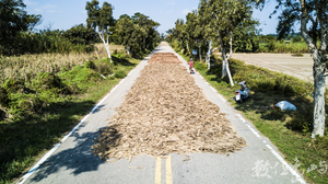 日頭正在好 就是要壓高粱