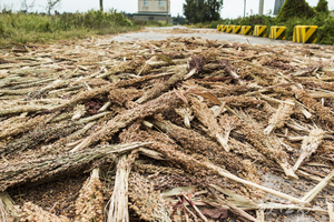 壓馬路順便壓高粱米