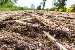 壓馬路順便壓高粱米