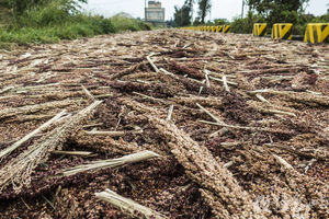 壓馬路順便壓高粱米