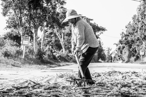 翻一翻陸地上高粱 讓車更好壓