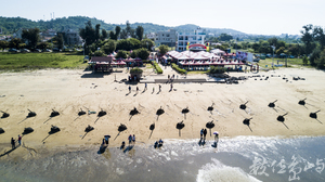 2018來去烈嶼拔芋頭