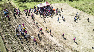 2018來去烈嶼拔芋頭