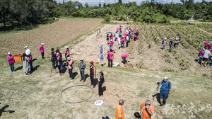 2018來去烈嶼拔芋頭